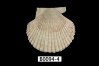 藏品(箱海扇蛤)的圖片